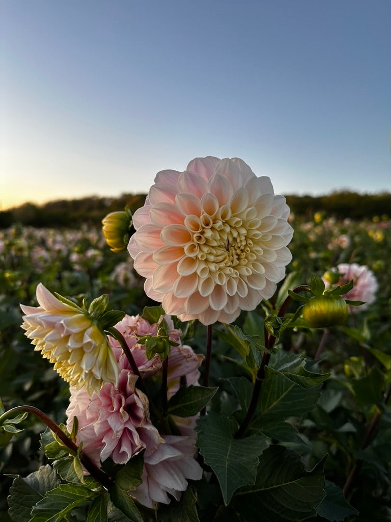 RC- Dahlia 'Sweet Nathalie'  (4 pack)