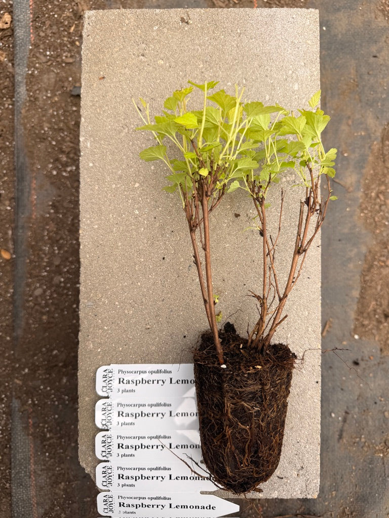 Physocarpus opulifolius 'Raspberry Lemonade™'