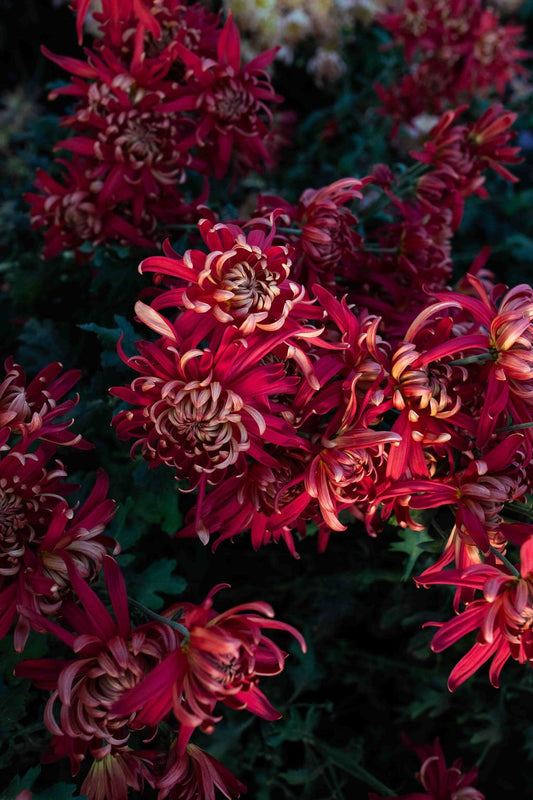 RC- Heirloom Chrysanthemum 'Crimson Tide'