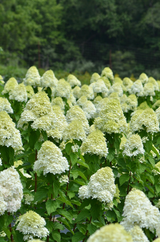 Bare Root - Hydrangea paniculata 'Limelight' (10 ct)