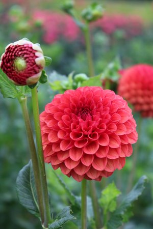 RC- Dahlia 'Valley Rust Bucket'