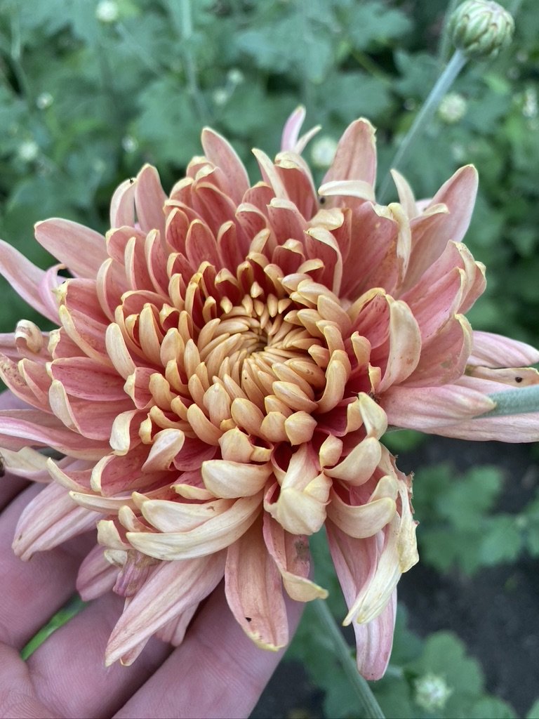 RC- Heirloom Chrysanthemum 'Fall Affair'