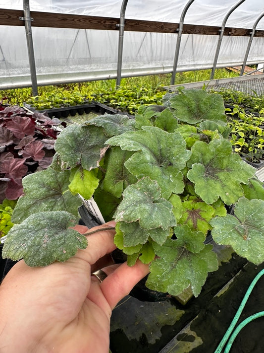 Heucherella 'Citrus Shock' 3 Plants