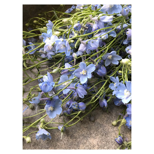 Delphinium 'Belladonna'