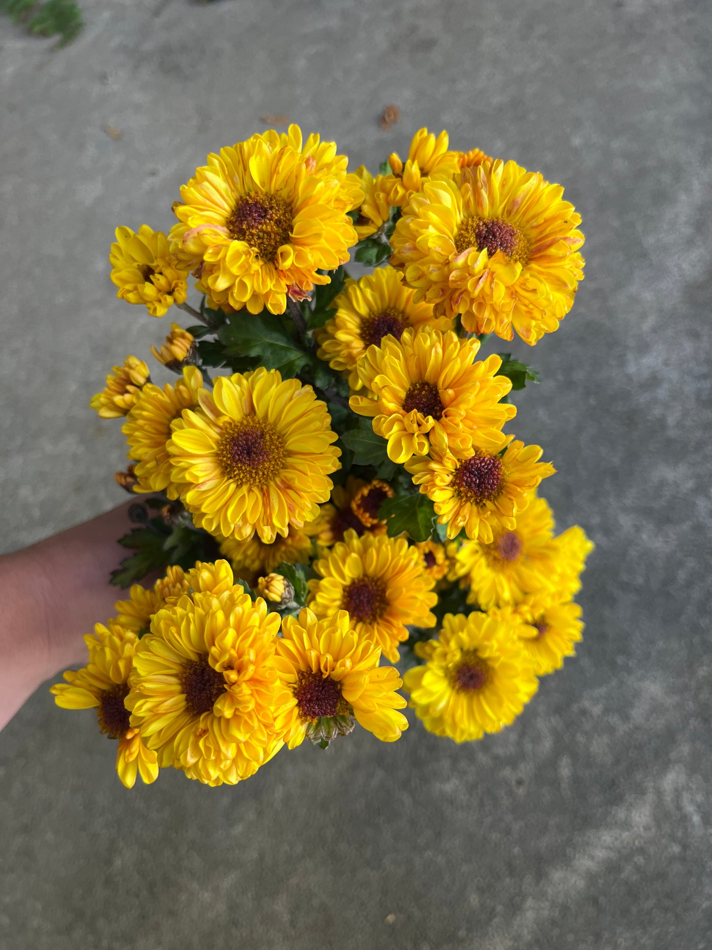 RC- Chrysanthemum 'Vyron' (4 pack)