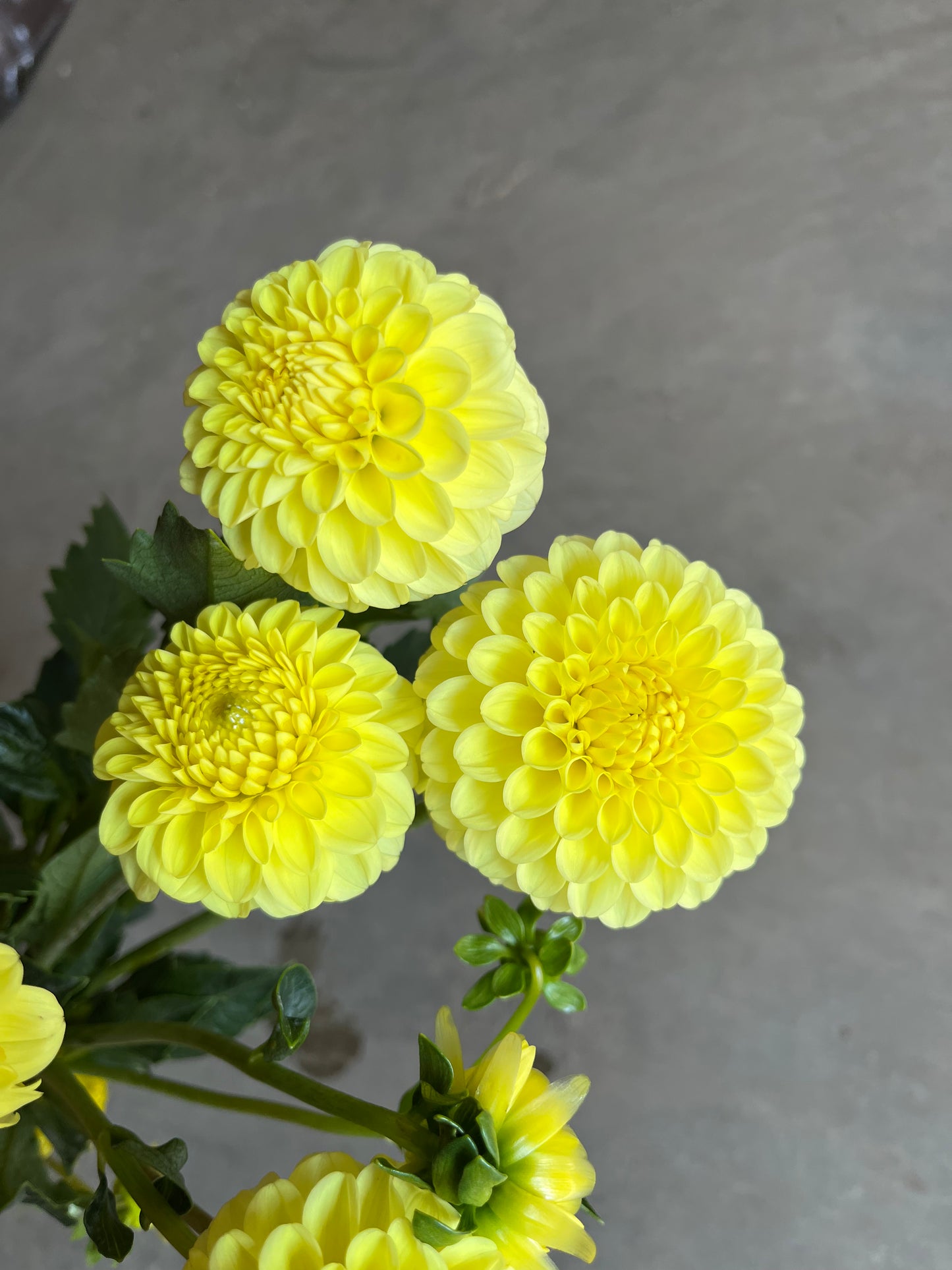 RC- Dahlia 'Golden Torch'  (4 pack)
