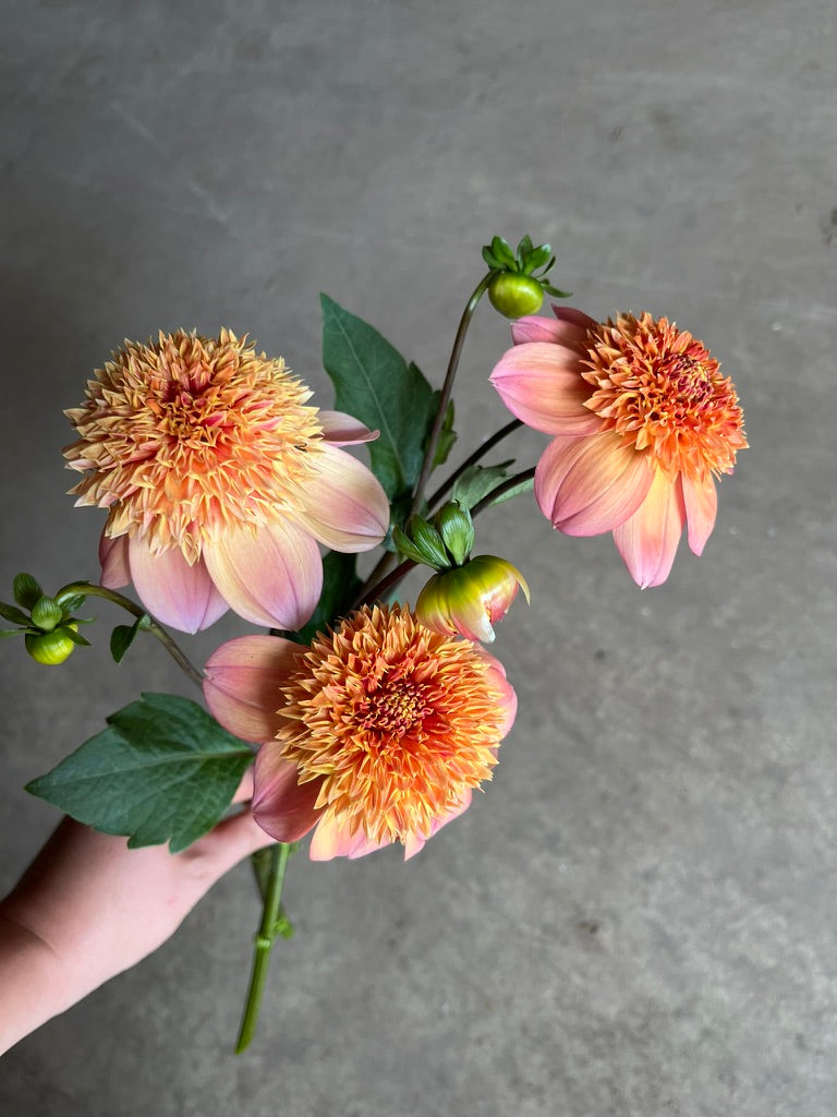 RC- Dahlia 'Sandia Brocade' (4 pack)