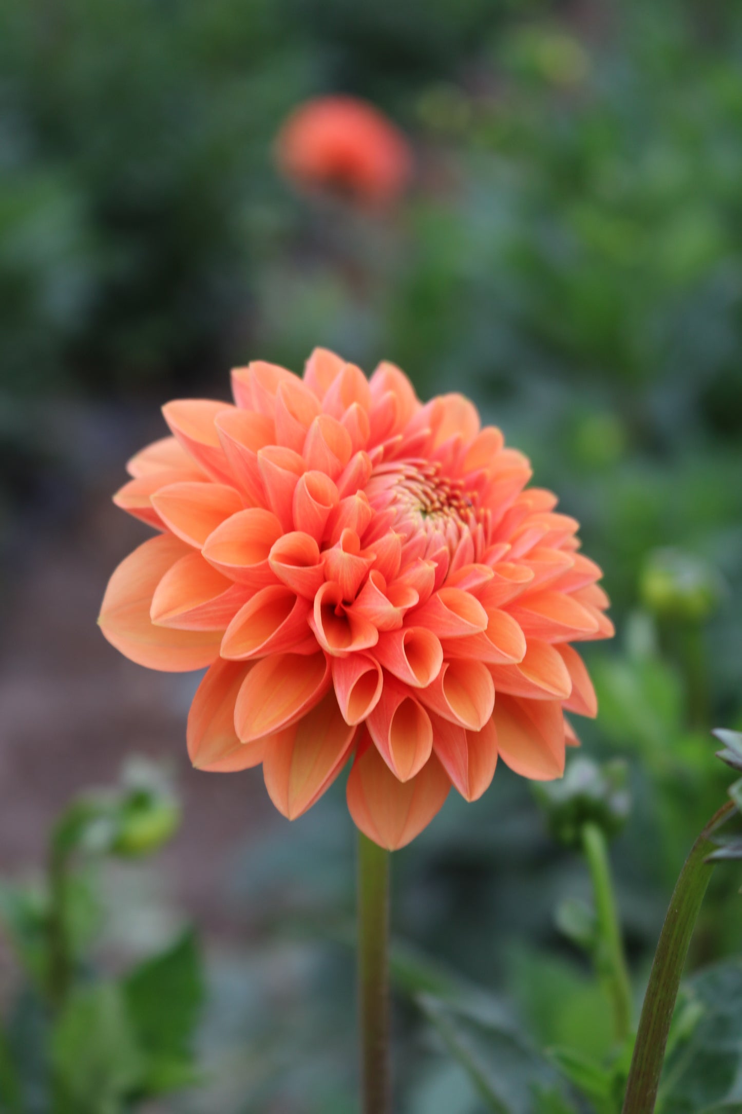 RC- Dahlia 'Sylvia'