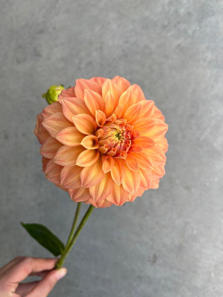 RC- Dahlia 'Bracken Palomino' (4 pack)