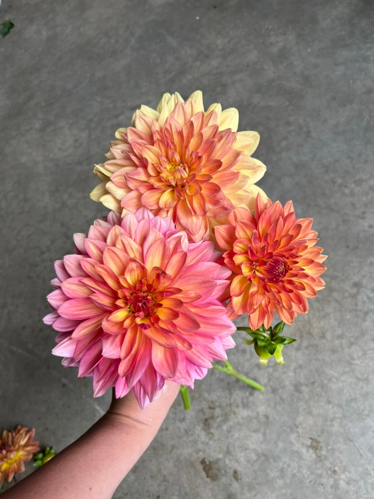 RC- Dahlia 'Sinixt Tiger'  (1 plant)