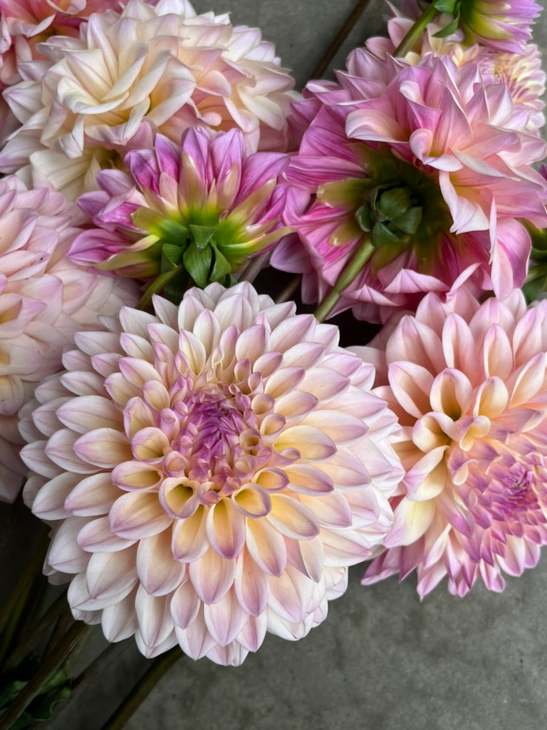 RC- Dahlia 'Coralie'  (4 pack)