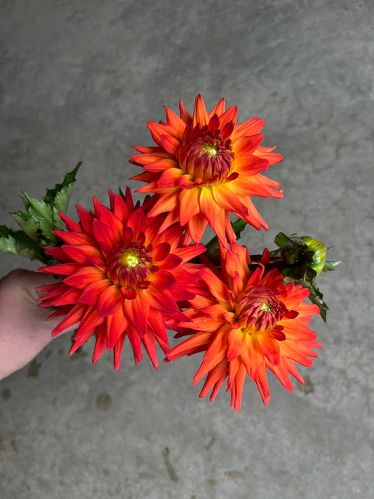 URC Bulk - Dahlia 'Hot Shot' (50 ct)