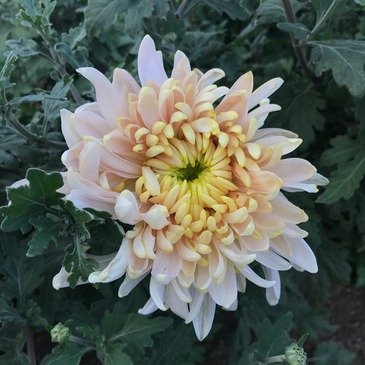 RC- Chrysanthemum 'Seaton's Je'Dore (4 pack)