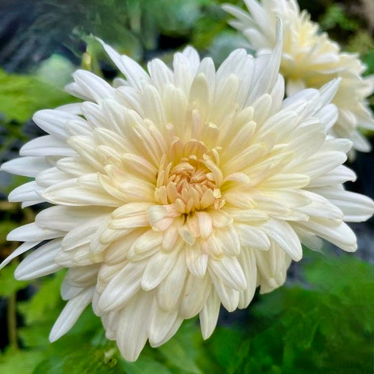 RC- Heirloom Chrysanthemum 'French Vanilla'