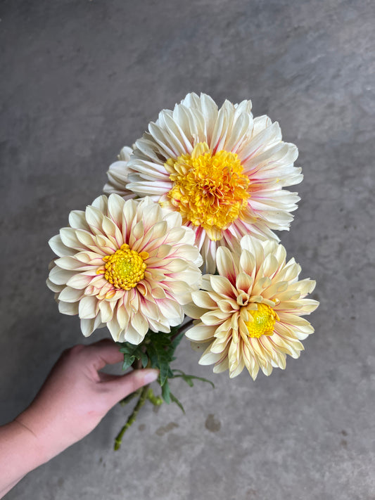 RC- Dahlia 'Polka'  (4 pack)