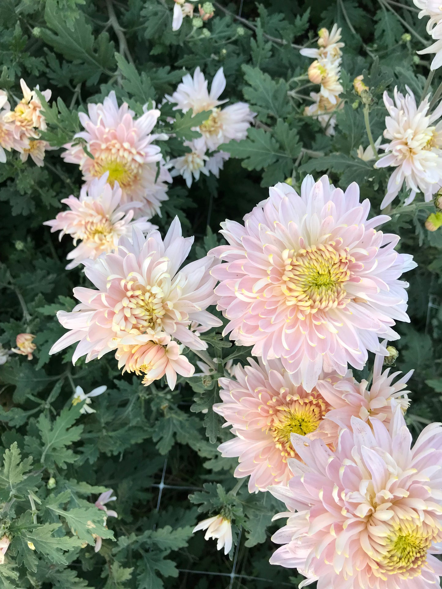 RC- Chrysanthemum 'Seaton's Je'Dore (4 pack)