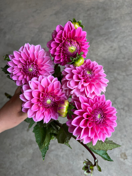 RC- Dahlia 'Pink Sylvia'  (4 pack)