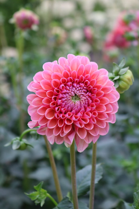 Bulk Dahlia Tuber 'Lindas Baby'