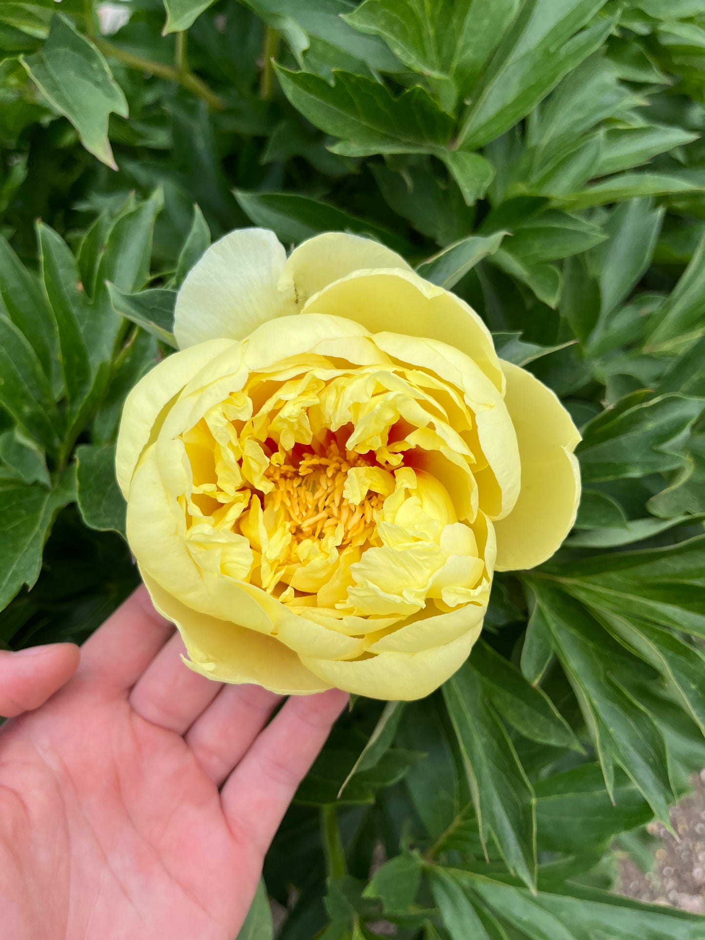 Peony Bare Root - 'Bartzella'