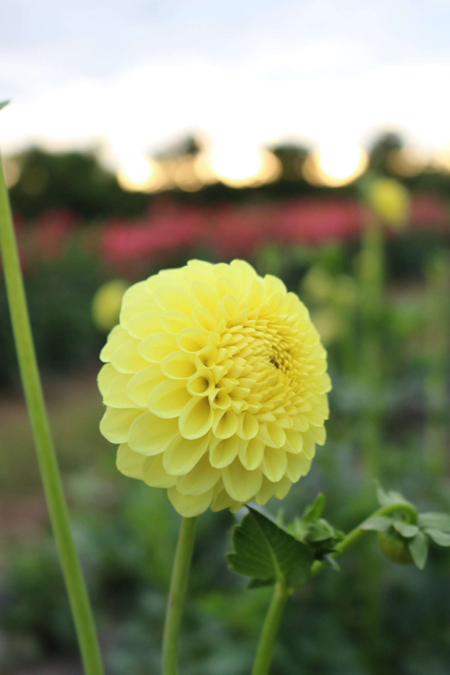 RC- Dahlia 'Golden Torch'