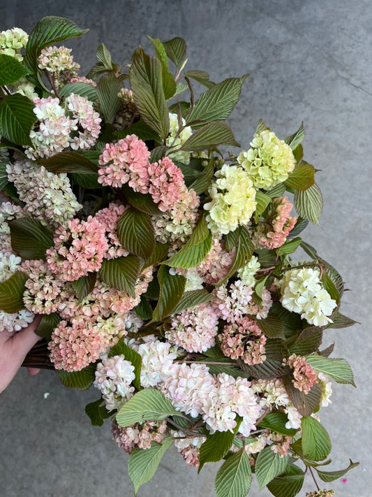 Bare Root Shrub - Viburnum 'Mary Milton' (10 ct)