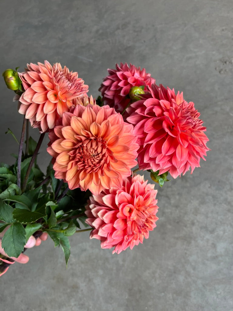 RC- Dahlia 'Country Rose' (4 pack)