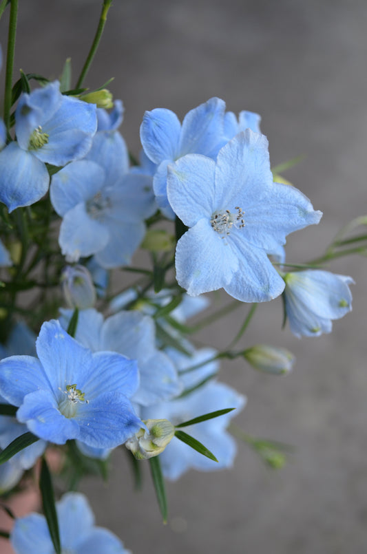Delphinium 'Brezza Light Blue'