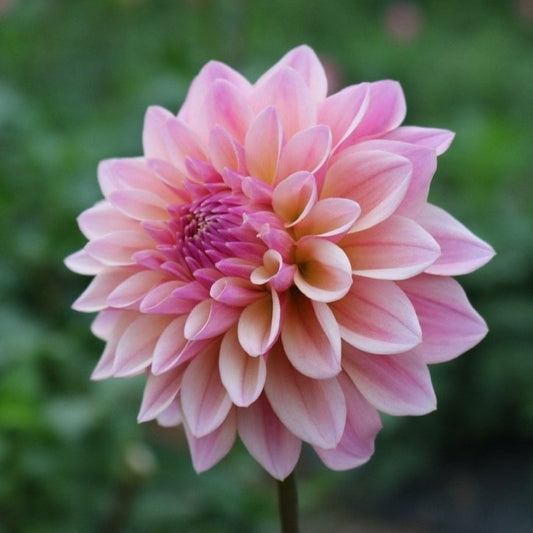 Dahlia Tuber 'Coralie'