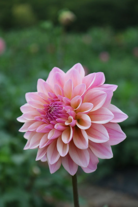 Bulk Dahlia Tuber 'Coralie'