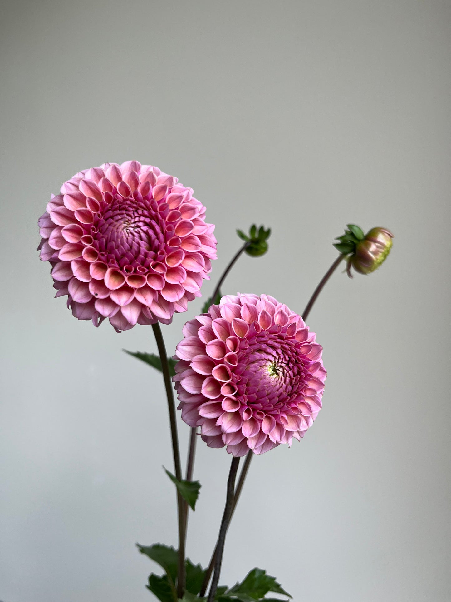 RC- Dahlia 'Bracken Rose'  (1 plant)