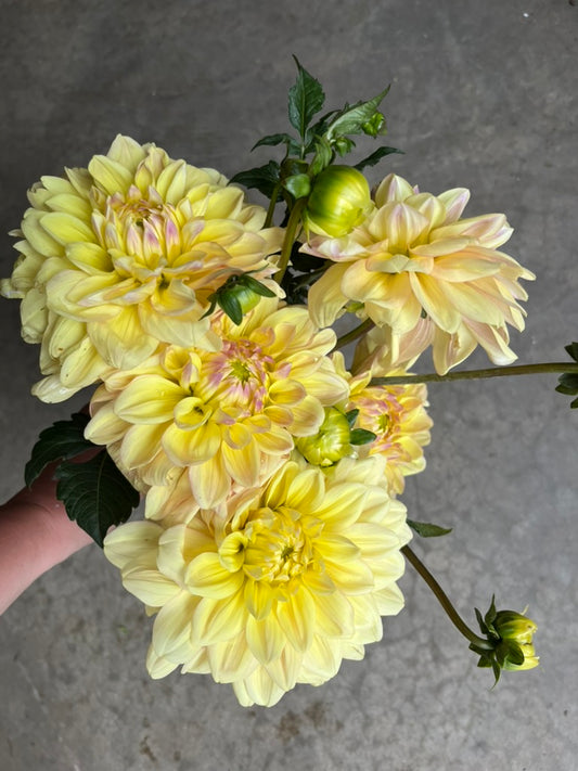 URC 'Wyns New Pastel' Dahlia 10 Cuttings