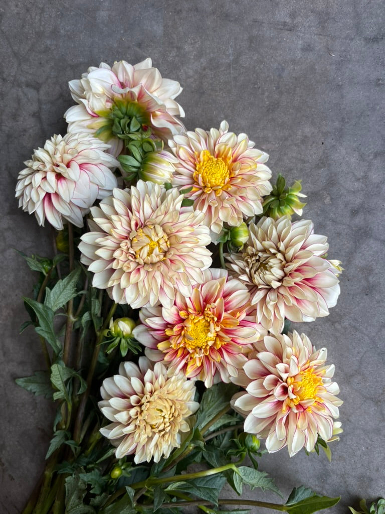 RC- Dahlia 'Polka'  (4 pack)
