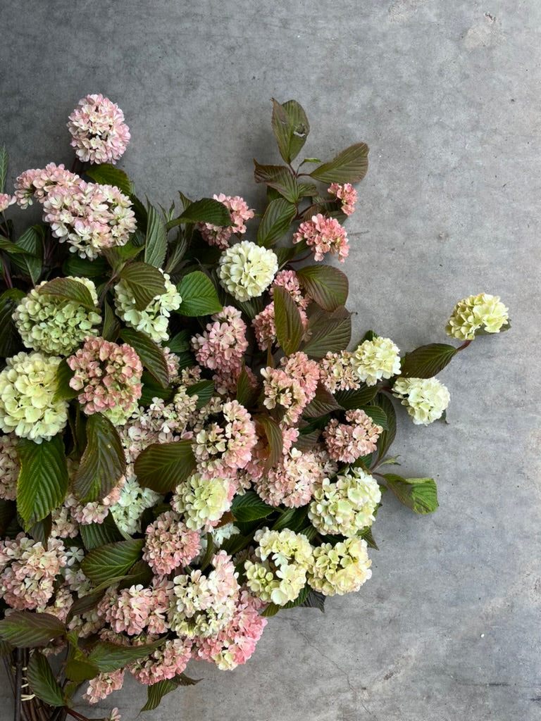 Bare Root Shrub - Viburnum 'Mary Milton' (10 ct)