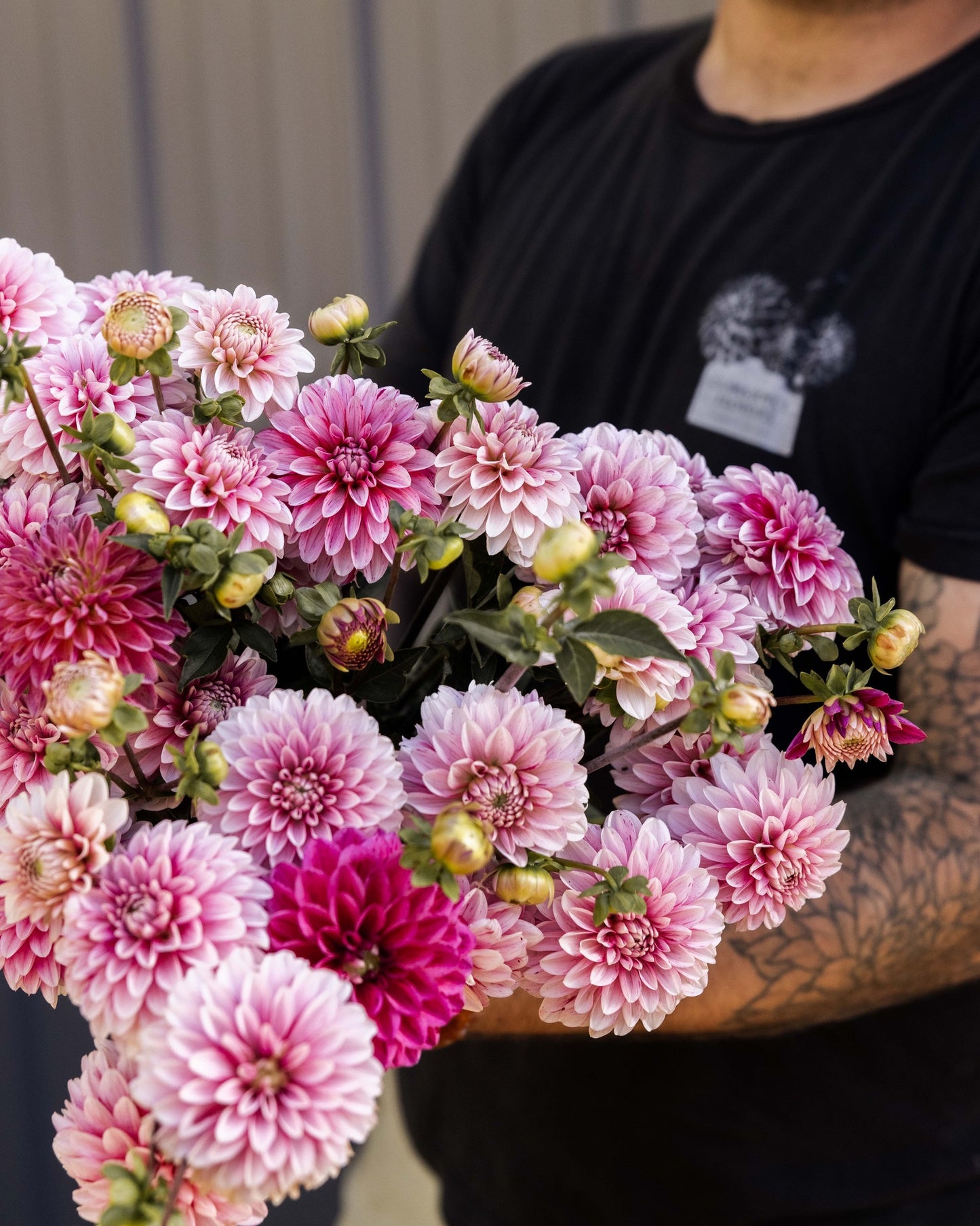 URC 'Strawberry Cream' Dahlia 10 Cuttings