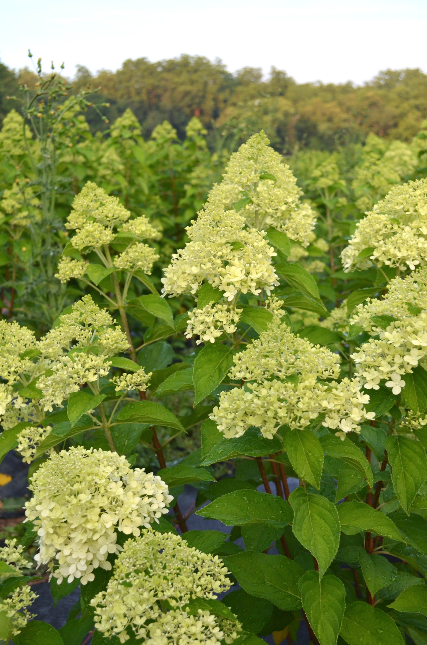 Bare Root Shrub - Hydrangea paniculata 'Limelight' (10 ct)