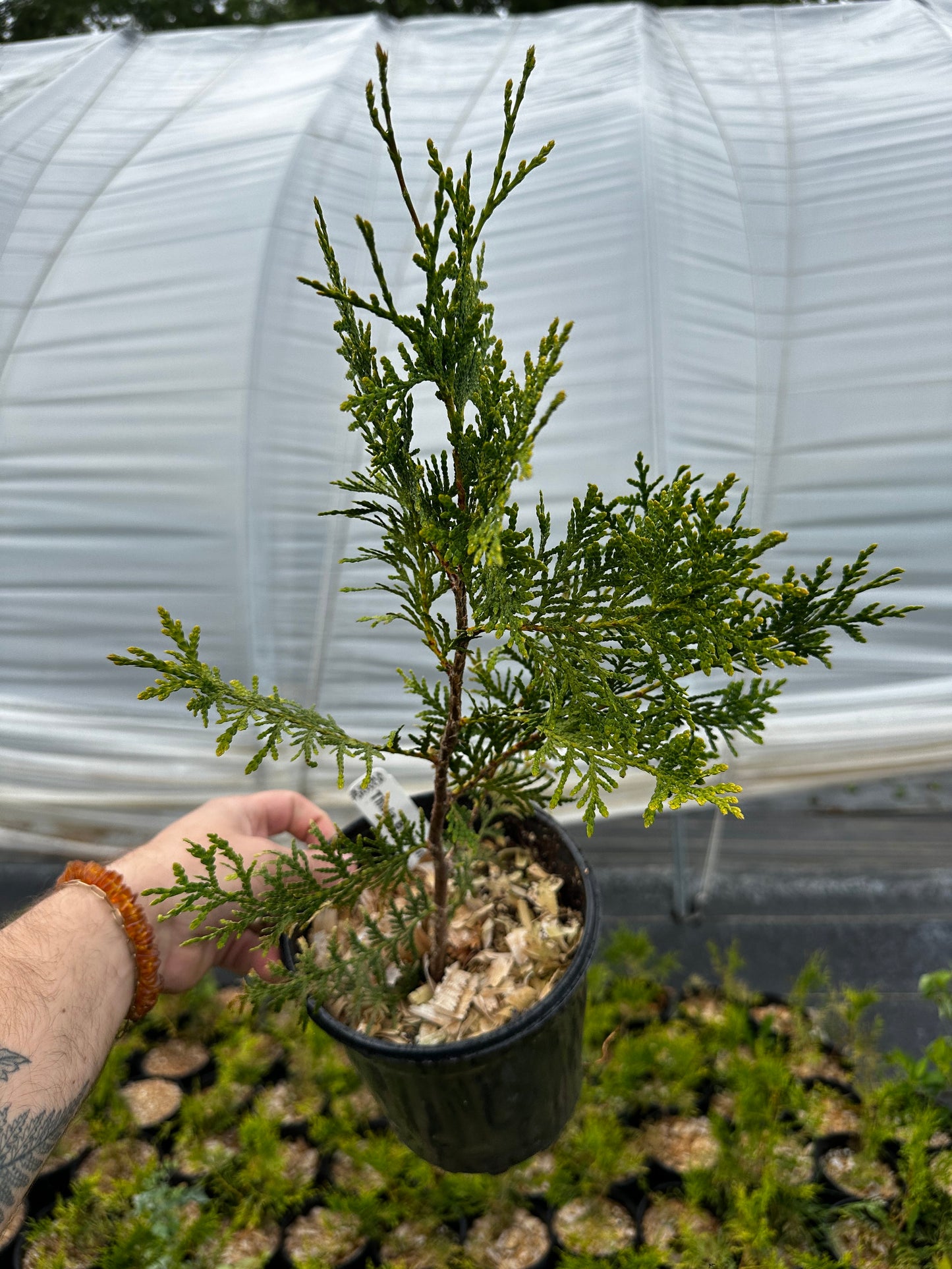 Thuja plicate 'Brabant, lot of 3