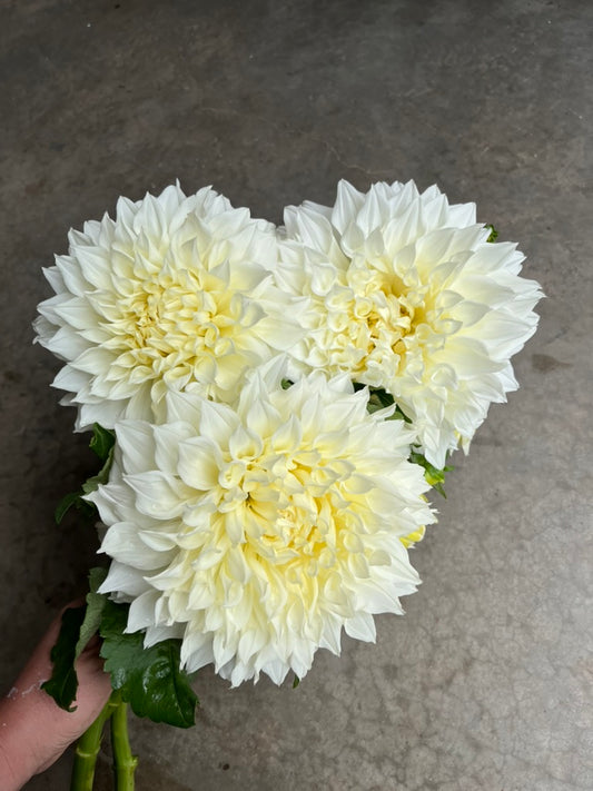 RC- Dahlia 'Fleurel'  (4 pack)