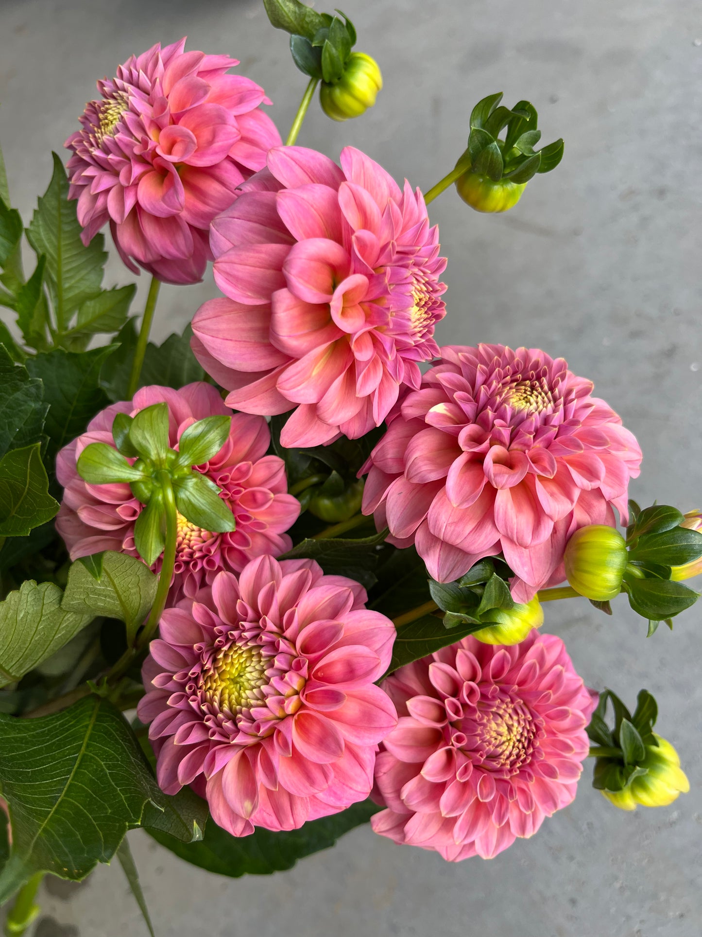 RC- Dahlia 'Rock Run Ashley'  (4 pack)