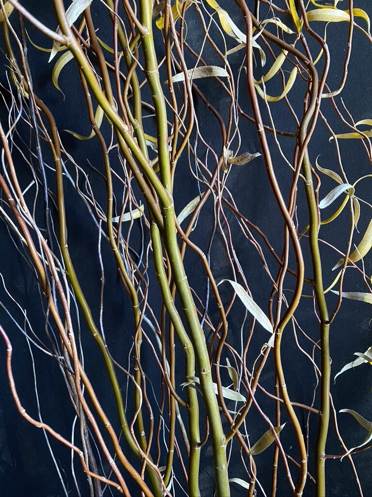 Curly Willow 'Green'