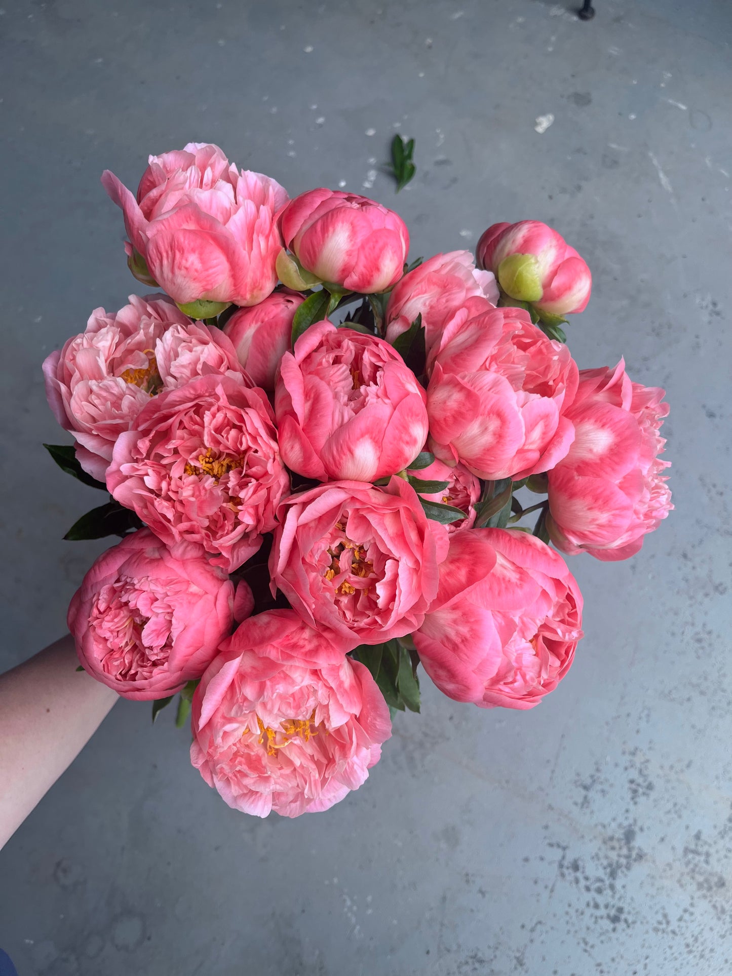 Peony Bare Root - 'Coral Sunset'