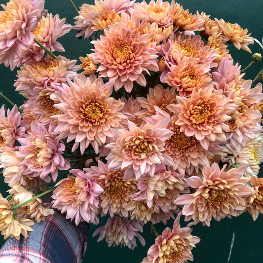 RC- Chrysanthemum 'Annie Girl' (4 pack)
