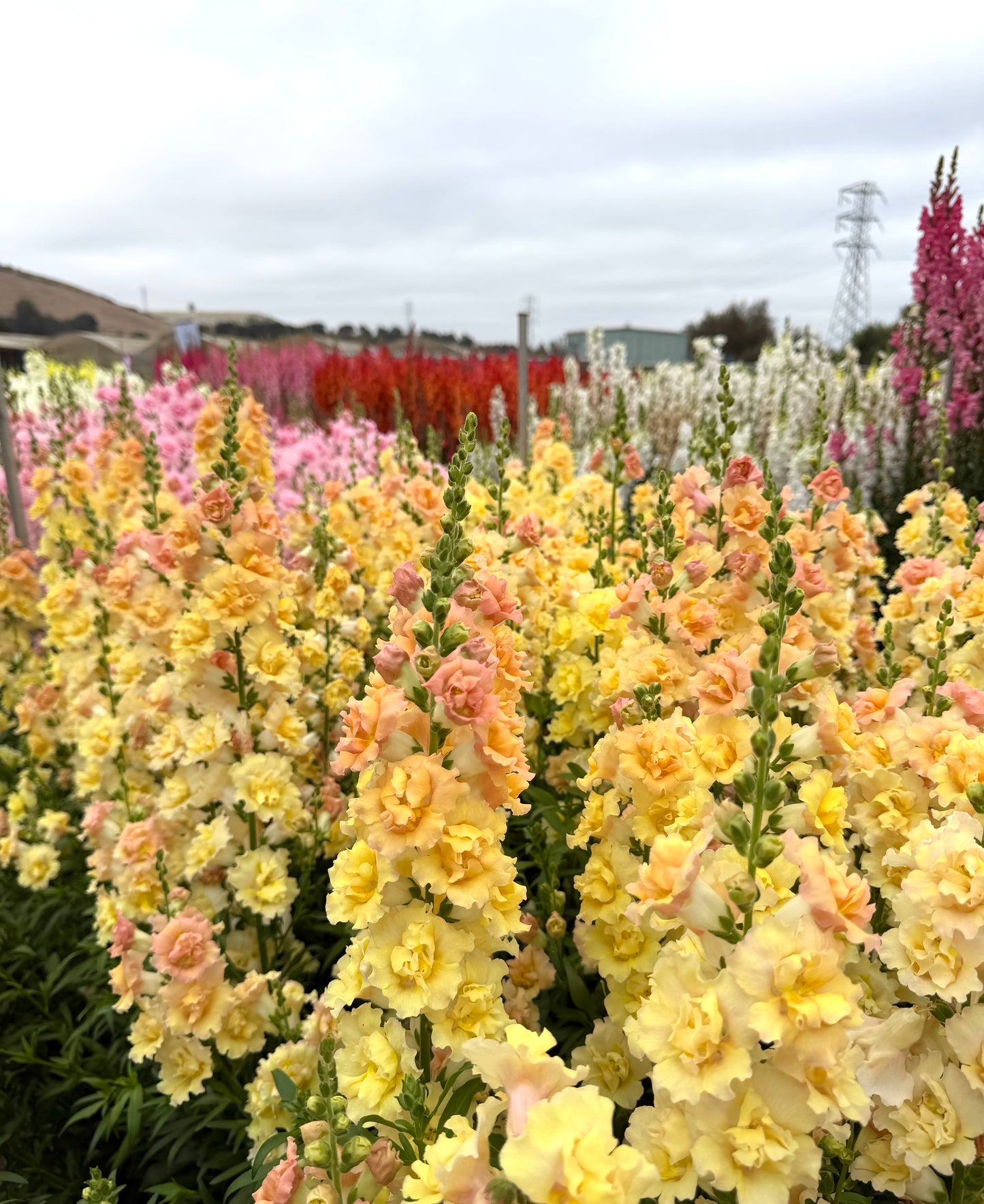 Snapdragon 'Snapstar Champagne'