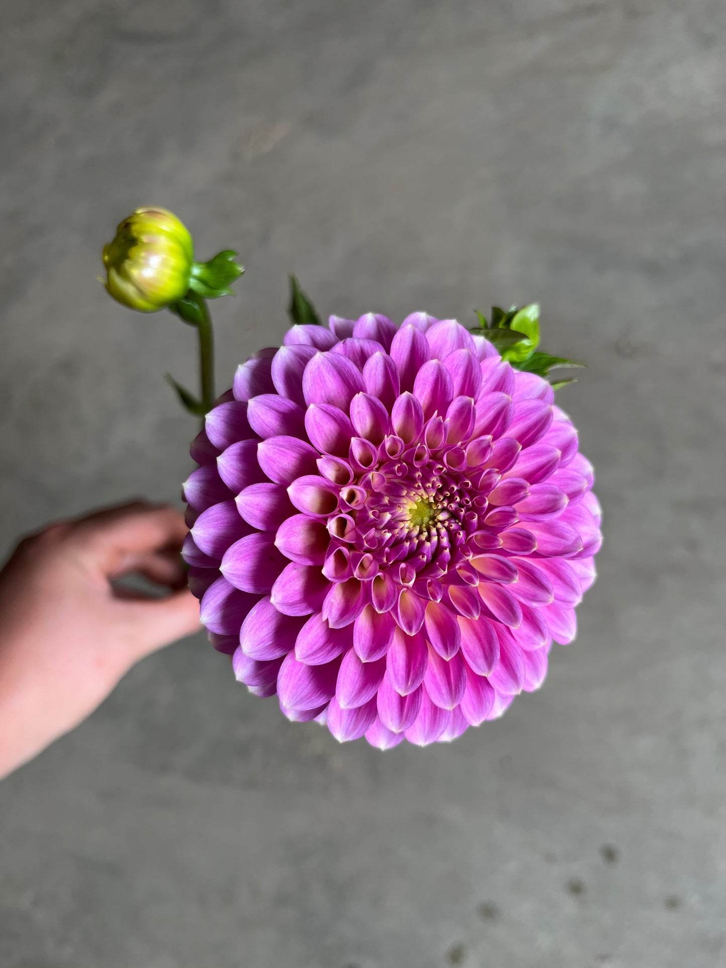 RC- Dahlia 'Skipley Spot of Gold'  (1 plant)