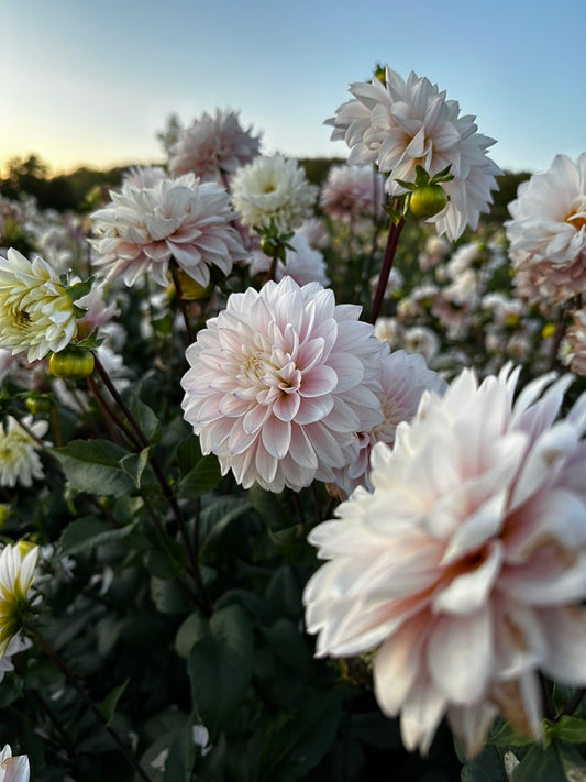 RC- Dahlia 'Silver Years'