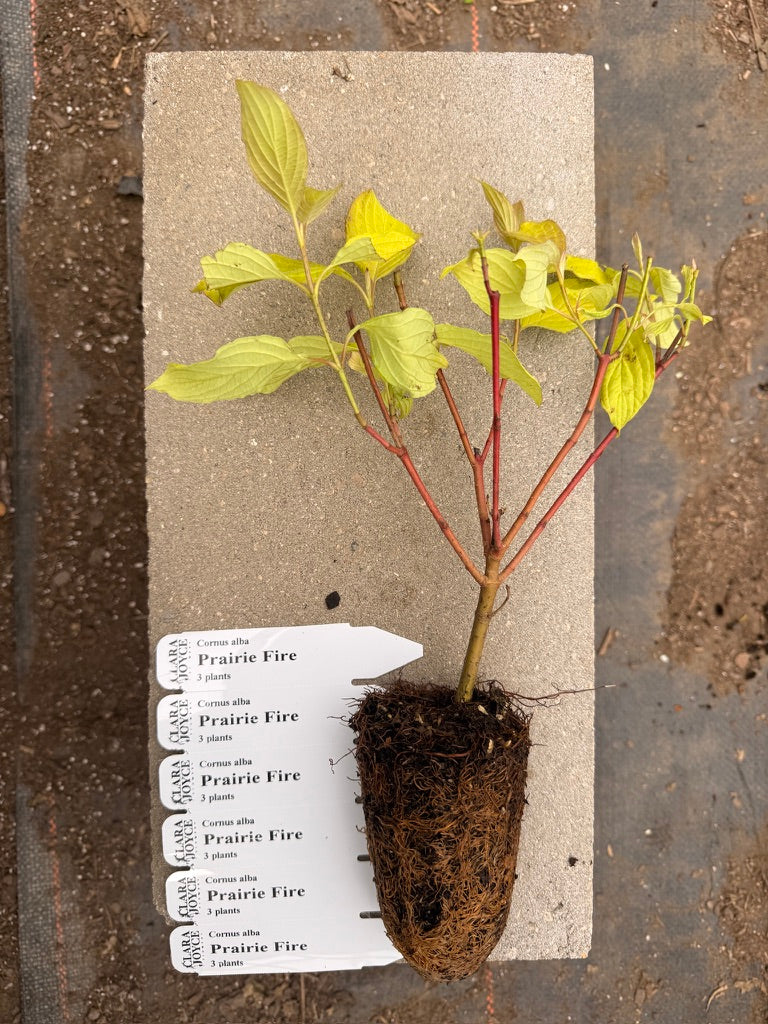 Cornus alba 'Prairie Fire'