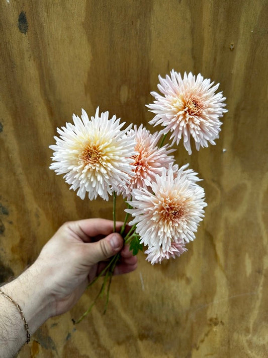 RC- Heirloom Chrysanthemum 'Chiffon'