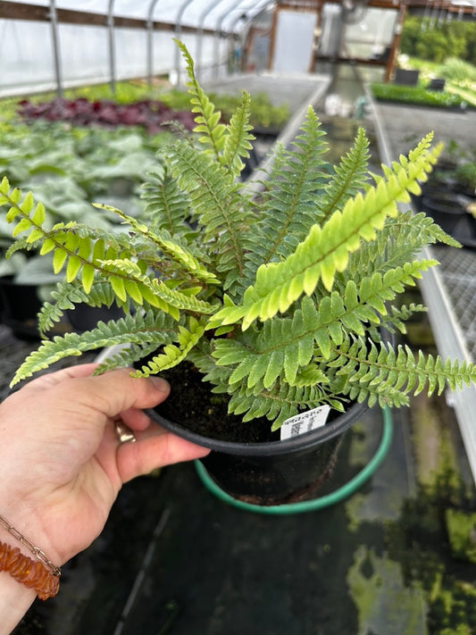 Fern 'Western Sword' 3 Plants