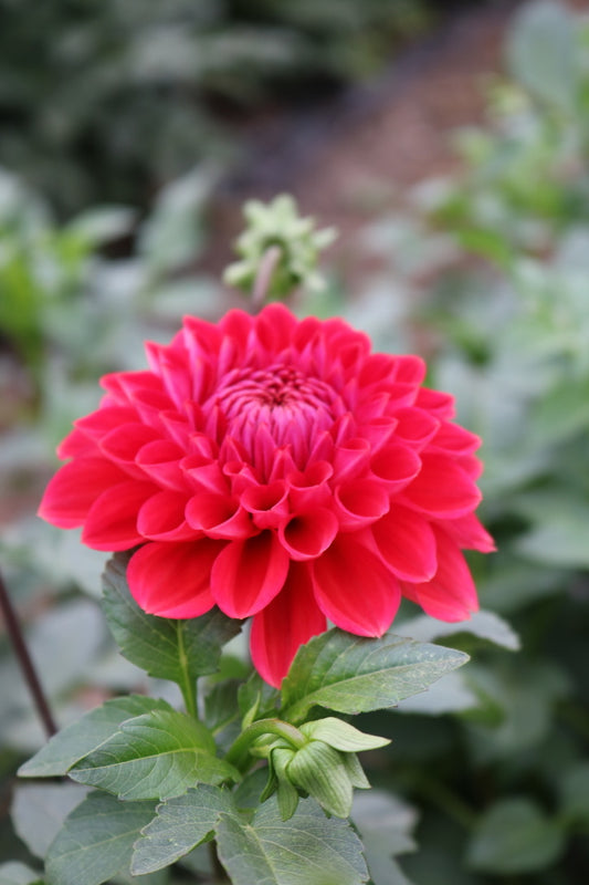 Bulk Dahlia Tuber 'Intrigue'