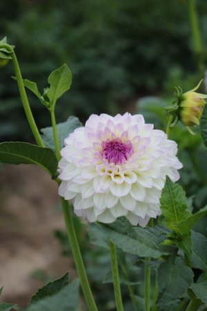 RC- Dahlia 'Bistro'