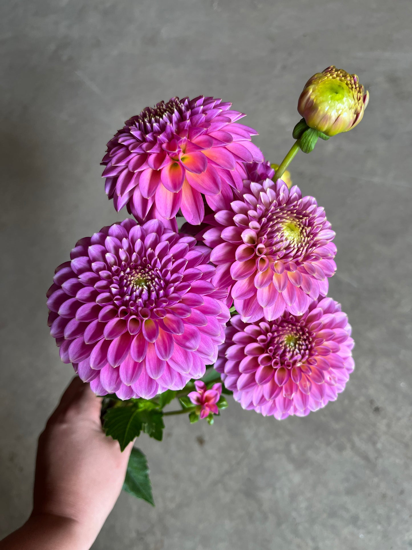 RC- Dahlia 'Skipley Spot of Gold'  (1 plant)